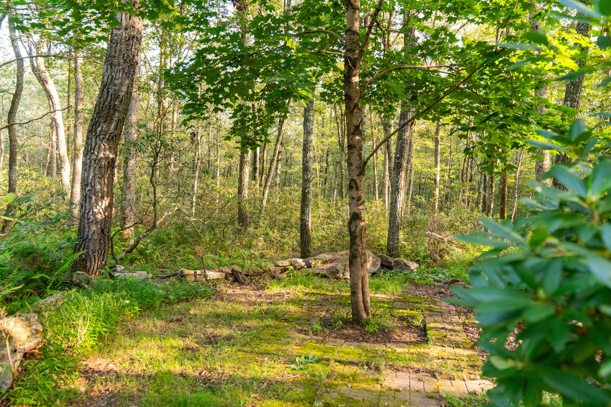 Deck and wooded yard, 13 of 19
