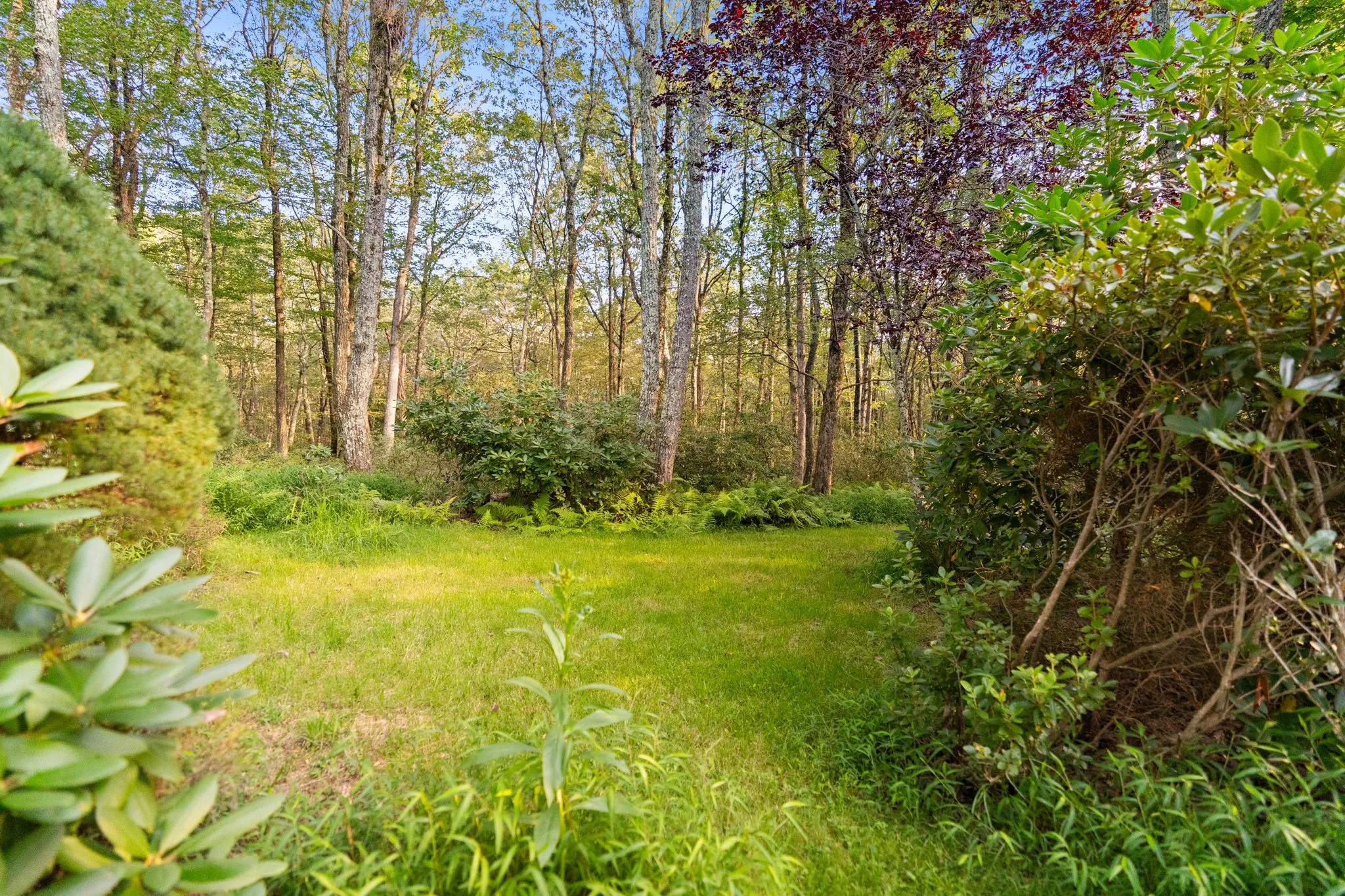 Deck and wooded yard, 14 of 19